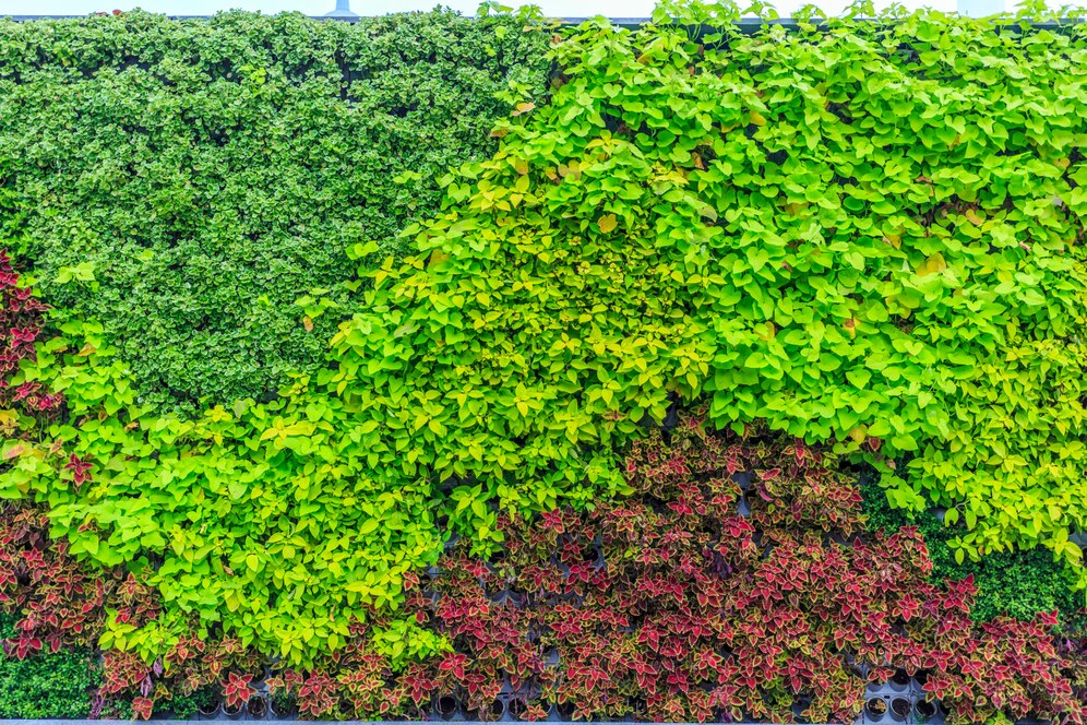 Living Wall